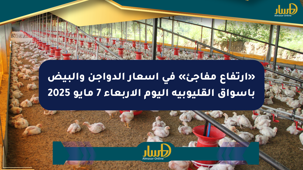 «ارتفاع مفاجئ» في أسعار الدواجن والبيض بأسواق القليوبية اليوم الأربعاء 7 مايو 2025